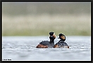 Geoorde fuut, Black-necked Grebe, Podiceps nigricollis Location: Twente, the Netherlands geoorde fuut D2 1367 kopie